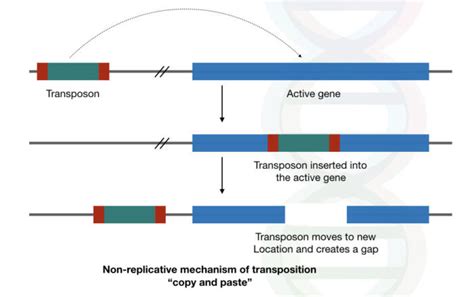 how does transposition cause mutations.